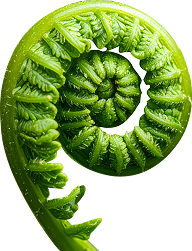 fern
